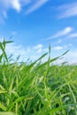 Young Wheat Seedlings Growing in a Field. Green WheatÃÂ SeedlingsÃÂ Growing in Soil Royalty Free Stock Photo